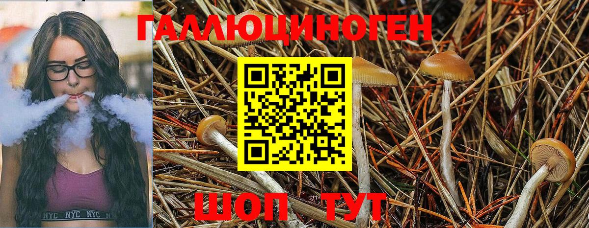 Дедовск  Псилоцибиновые грибы Psilocybine cubensis  Вход с VPN 